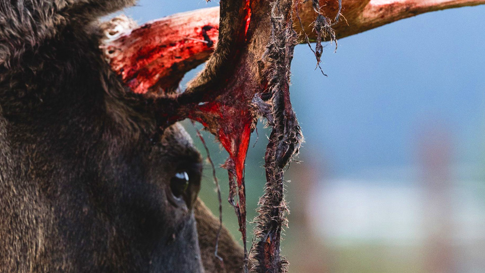 The moose
